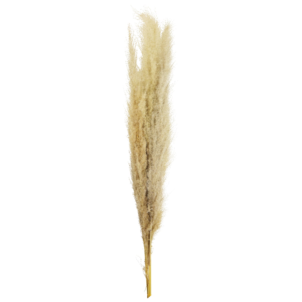 Natural Brown Pampas Bunch by Ashland&#xAE;